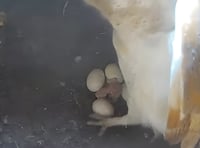 Tice Meadow's Owlets take their first flight 
