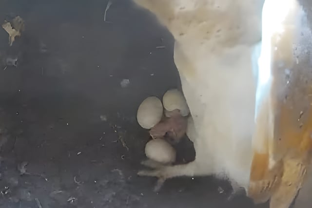 Tice Meadow's Owlets take their first flight 