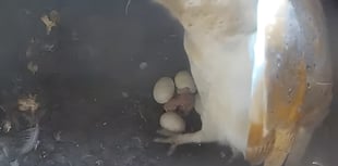 Tice Meadow's Owlets take their first flight 