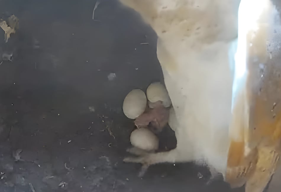 <p>Barn Owl's first owlet hatching (Tice's Meadow Nature Reserve)</p>