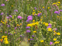 Be a blooming good sport and support wildflower appeal