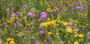 Be a blooming good sport and support wildflower appeal