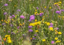 Be a blooming good sport and support Pierrepont Farm wildflower appeal