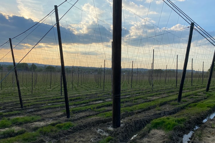 Beating of the bounds around hops at Hogs Back Brewery