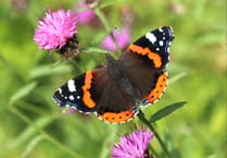Three butterfly hotspots in Surrey