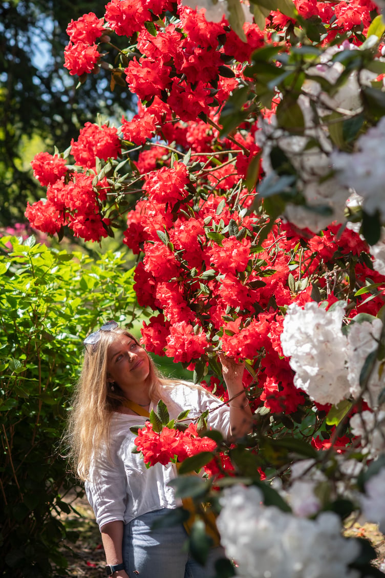 Rhododendron in bloom at Trelissick
