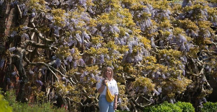 Wisteria at Trelissick