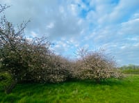 Barley Meadows orchard saved