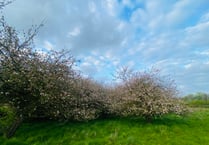Barley Meadows orchard saved