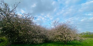 Barley Meadows orchard saved