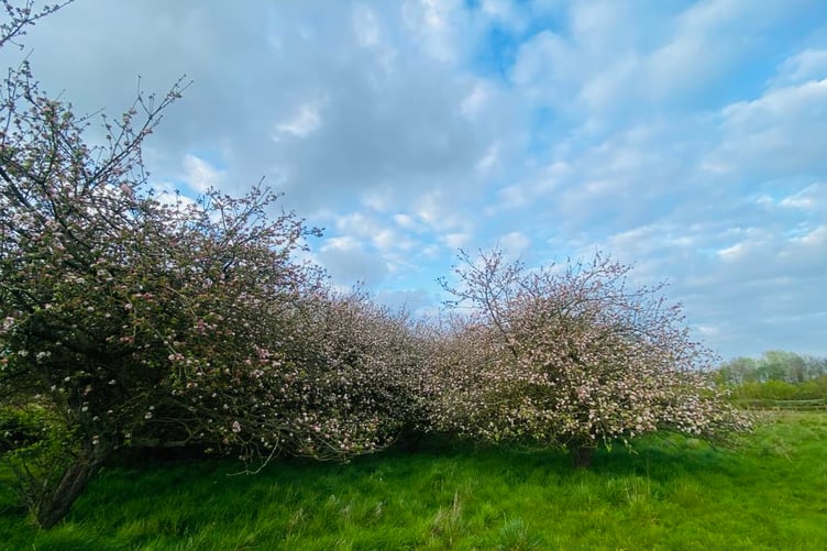 Some of the apple trees in the ancient Barley Meadows orchard
