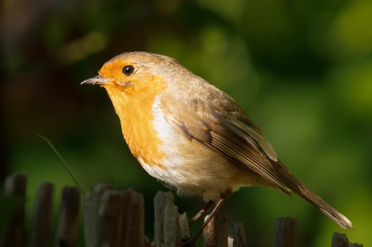 The presence of robins and other wildlife has increased since the churchyard has been allowed to grow