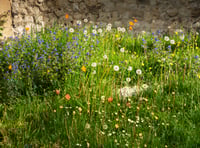 Nature given the chance to thrive