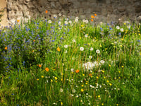 Nature given the chance to thrive