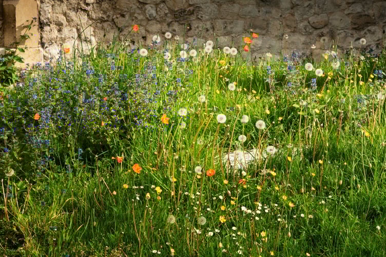 Wildflowers have been able to growly freely in the churchyard