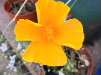 Flower power required to win Rotary photography contest