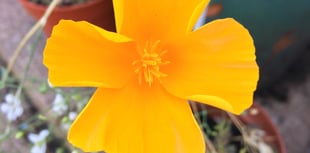 Flower power required to win Rotary photography contest
