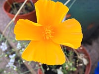 Flower power required to win Rotary photography contest