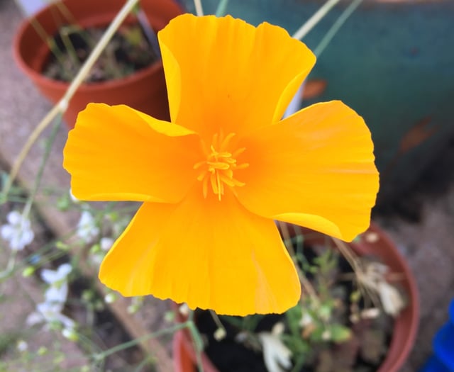 Flower power required to win Rotary photography contest
