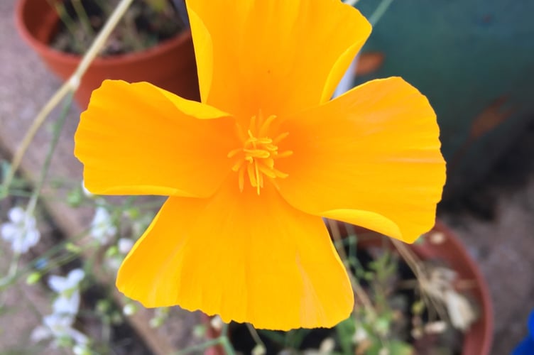 Yellow poppy, July 7th 2023.