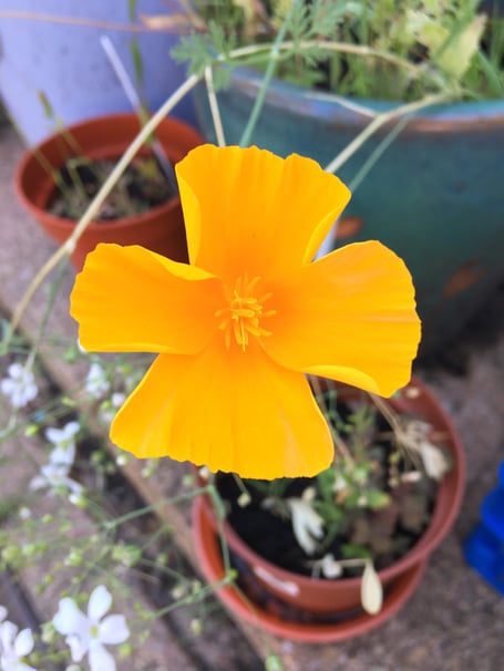 Yellow poppy, July 7th 2023.