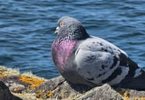 Faith Comment: Taking wing in our faith