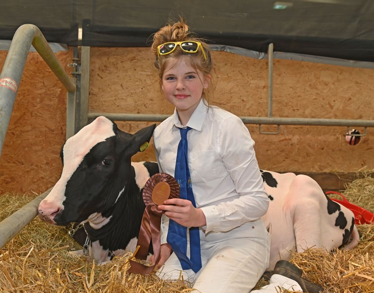 Maisy Cleave of Holsworthy, aged 12, is pictured with her Holstein calf — she said farming was a way of life for her and she looked forward to the day she could run her own farm.