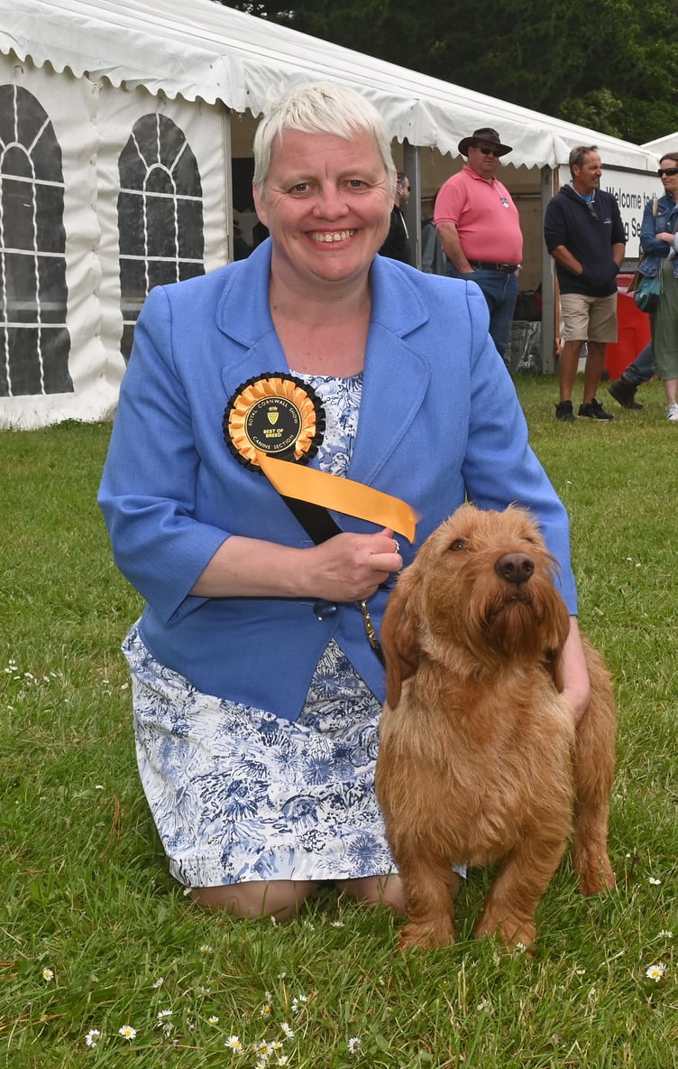 Amanda Carter, of Camelford, an experienced hand in the dog showing ring having attended Crufts on numerous occasions, was proud of her three-year-old Bassett Fauve de Breton 'Garrick' for winning Best in Breed. She said: "Yes, he is named Garrick because I am a bit of a Poldark fan!" Adding: "There are only around 150 of this breed in the country so he is a bit unusual! He is a game little thing though and likes to mix in — they are just a pleasure to know."