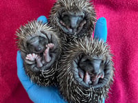 Show HART some love by sponsoring a hoglet