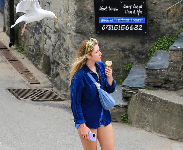 Dive bombing seagulls bring chaos to village 