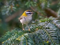 Energy firm accused of wildlife crime by villagers