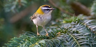 Energy firm accused of wildlife crime by villagers