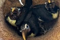 Zoo welcomes the arrival of toucan chicks