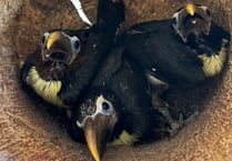 Zoo welcomes the arrival of toucan chicks