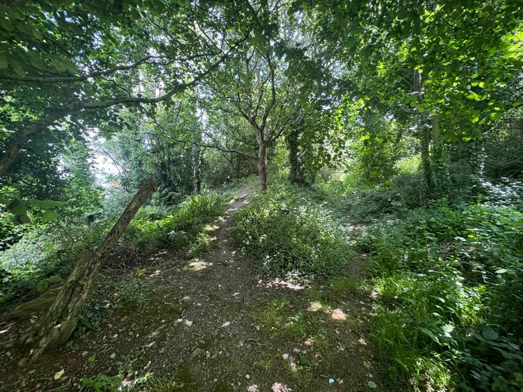 A view of the woodland near Uplands, The Mount, Par.