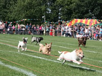 Fete and flower show at Bentley recreation ground on Saturday