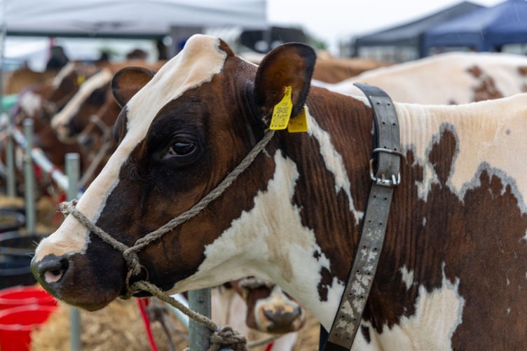 Ayrshire cattle at the Stithians Show 2024