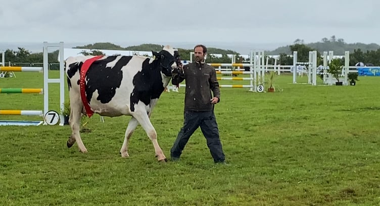 The cattle supreme champion, Holstein second calver Bartinney Alta Velvet Chassity from St Buryan