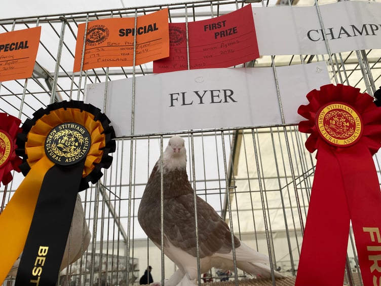 The bird section at the 2024 Stithians Show