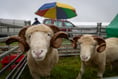 Soggy but supreme: Stithians Show 2024