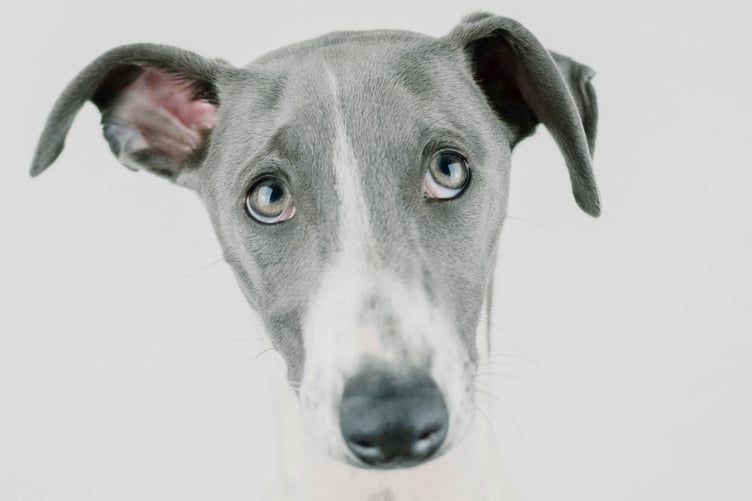 Stock photo of Greyhound