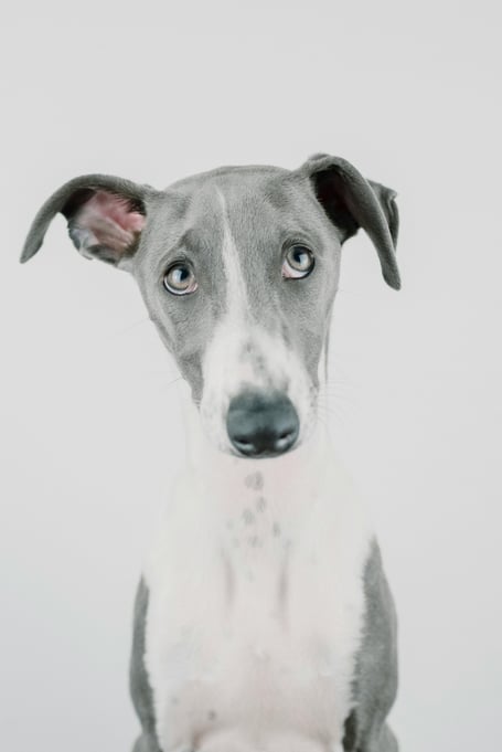 Stock photo of Greyhound