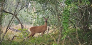 Dog owners warned after deer killed in Farnham Park