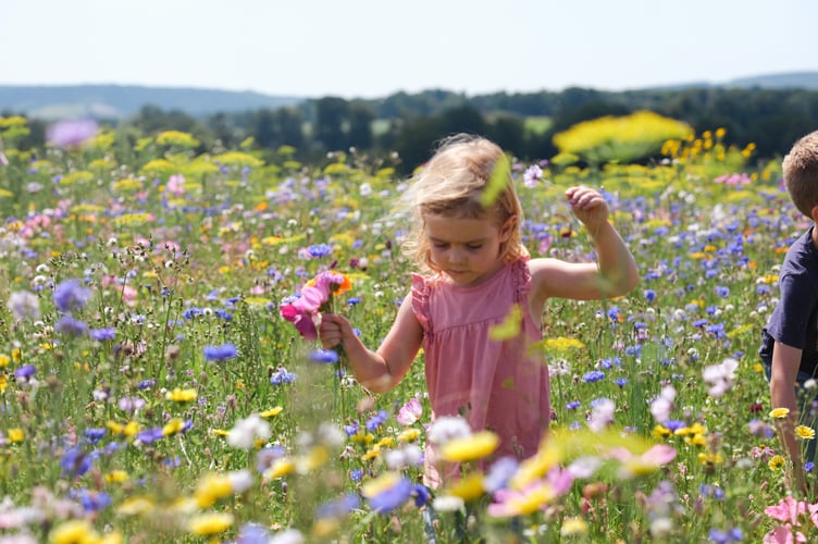 Wildflowers at Cowdray's Maize Maze 2024
