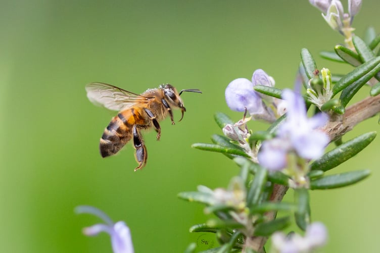 Get to know honey bees...