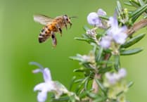 Buzz in Farnham as Hive Helpers launch adult beekeeping sessions