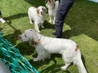 VIDEO: Dog charities at the South Downs Show