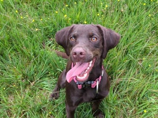 Bordon family saved from bank-breaking vet bill