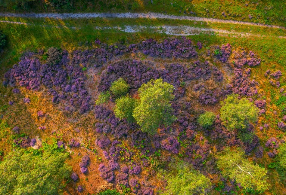<p>Special attention is being paid to Shortheath Common near Oakhanger as part of the Heathlands Reunited Project (Photo by Sam Moore)</p>