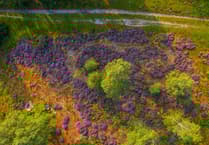 Pretty in purple: never a better time to catch East Hampshire's heathlands on camera